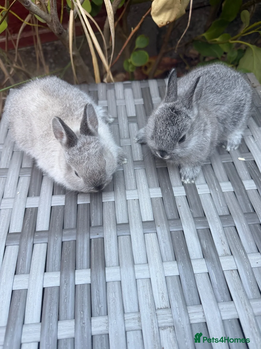 Netherland Dwarf rabbits for sale: Pure Netherland-Dwarf - Advert 9