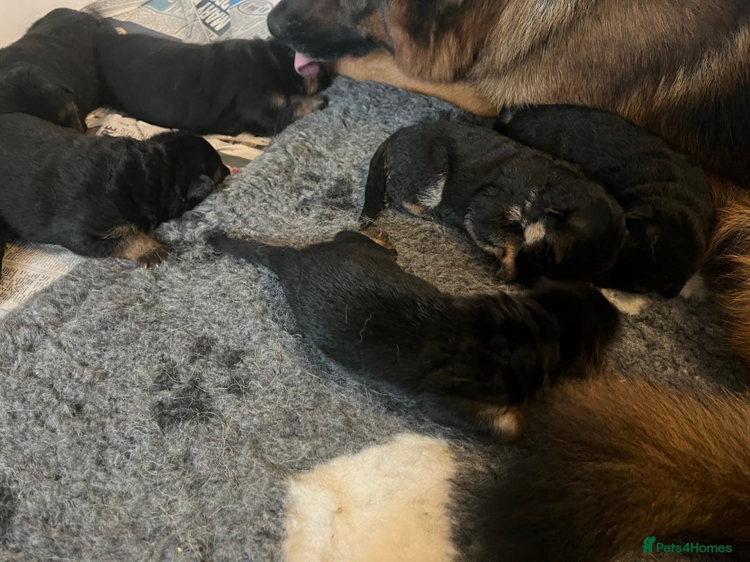 German Shepherd dogs for sale: Litter of puppies with a World Class Pedigree  - Advert 9