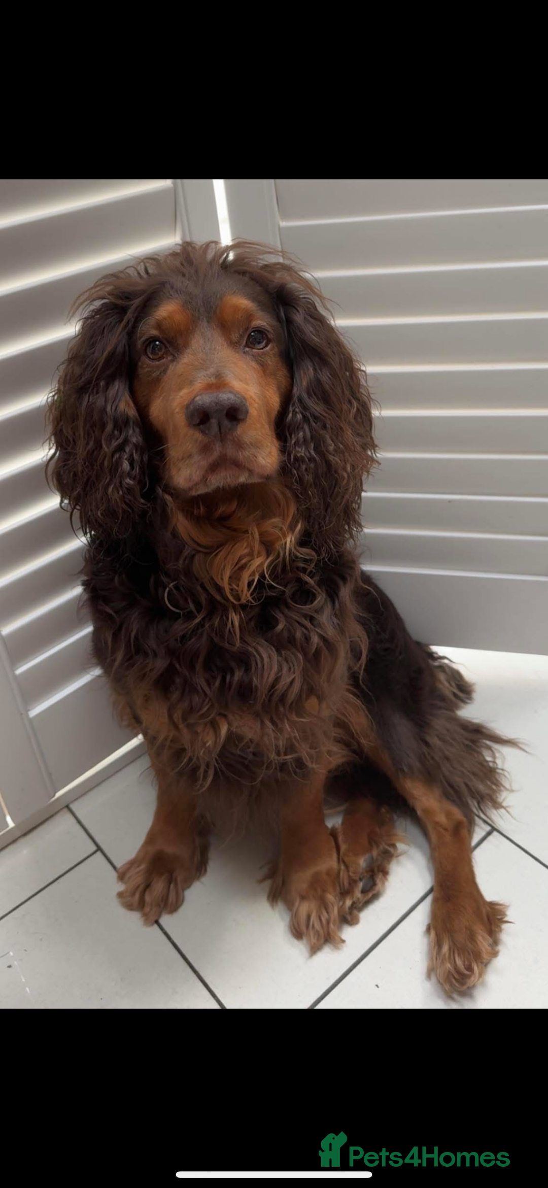 Cocker Spaniel dogs for sale: Stunning WCS pups - Image 4