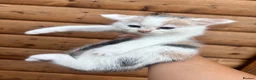 Mixed Breed cats for sale: 5 beautiful kittens  in Royston - Advert 5