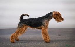 Welsh Terrier dogs for sale: Beautiful Champion Lines KC Welsh Terrier Puppies - Image 20