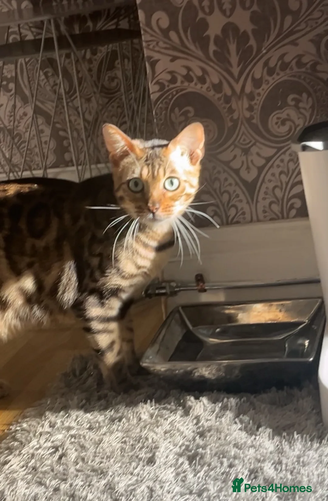 Bengal cats for sale: Mom and daughter kitten  ✨😻 - Advert 1