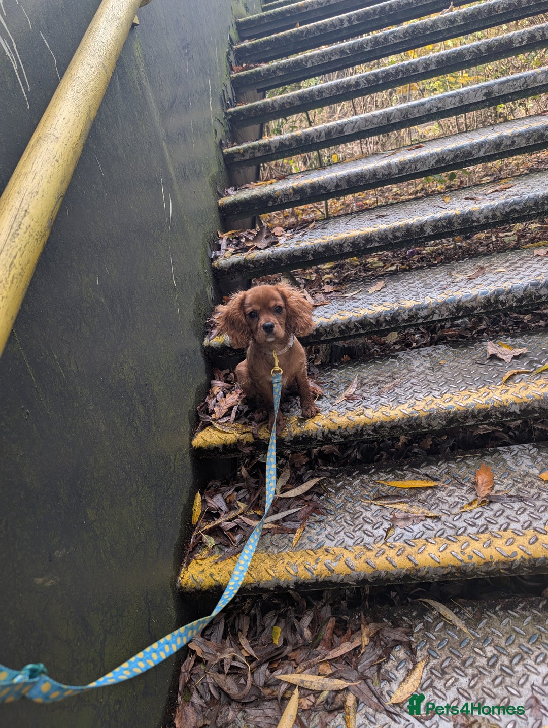 Cavalier King Charles Spaniel dogs for sale: King Charles spaniel  - Advert 1