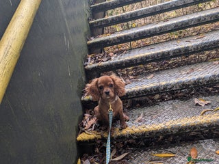 Cavalier King Charles Spaniel dogs King Charles spaniel - Advert 2