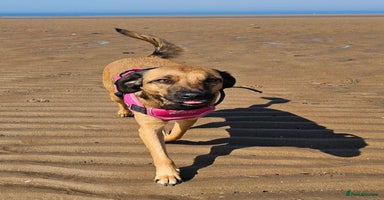 Mixed Breed dogs - Advert 4
