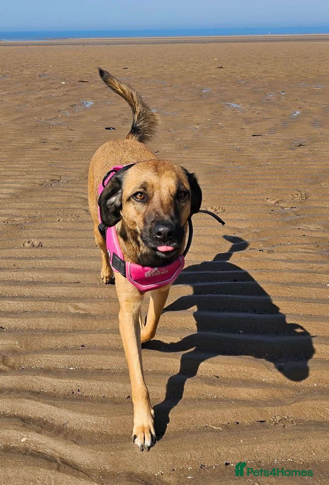 Mixed Breed dogs for adoption: BETSY-2yrs, 22kg, loves dogs/well trained/playful - Image 2