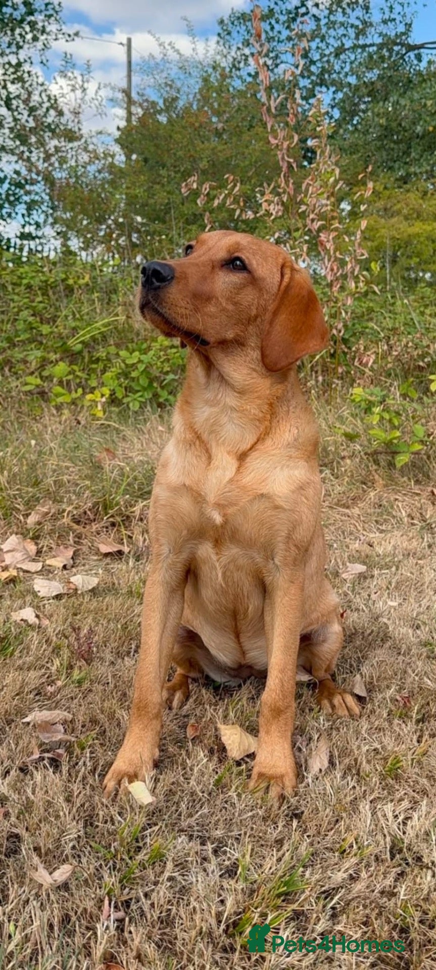 Labrador Retriever dogs 5 and half month stunning lab bitch  - Advert 1