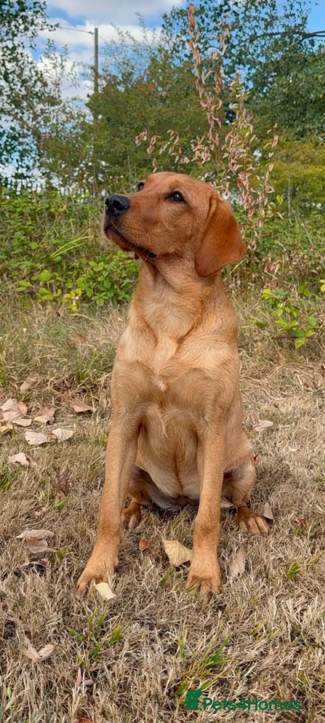 Labrador Retriever dogs for sale: 5 and half month stunning lab bitch  in Coventry - Advert 1