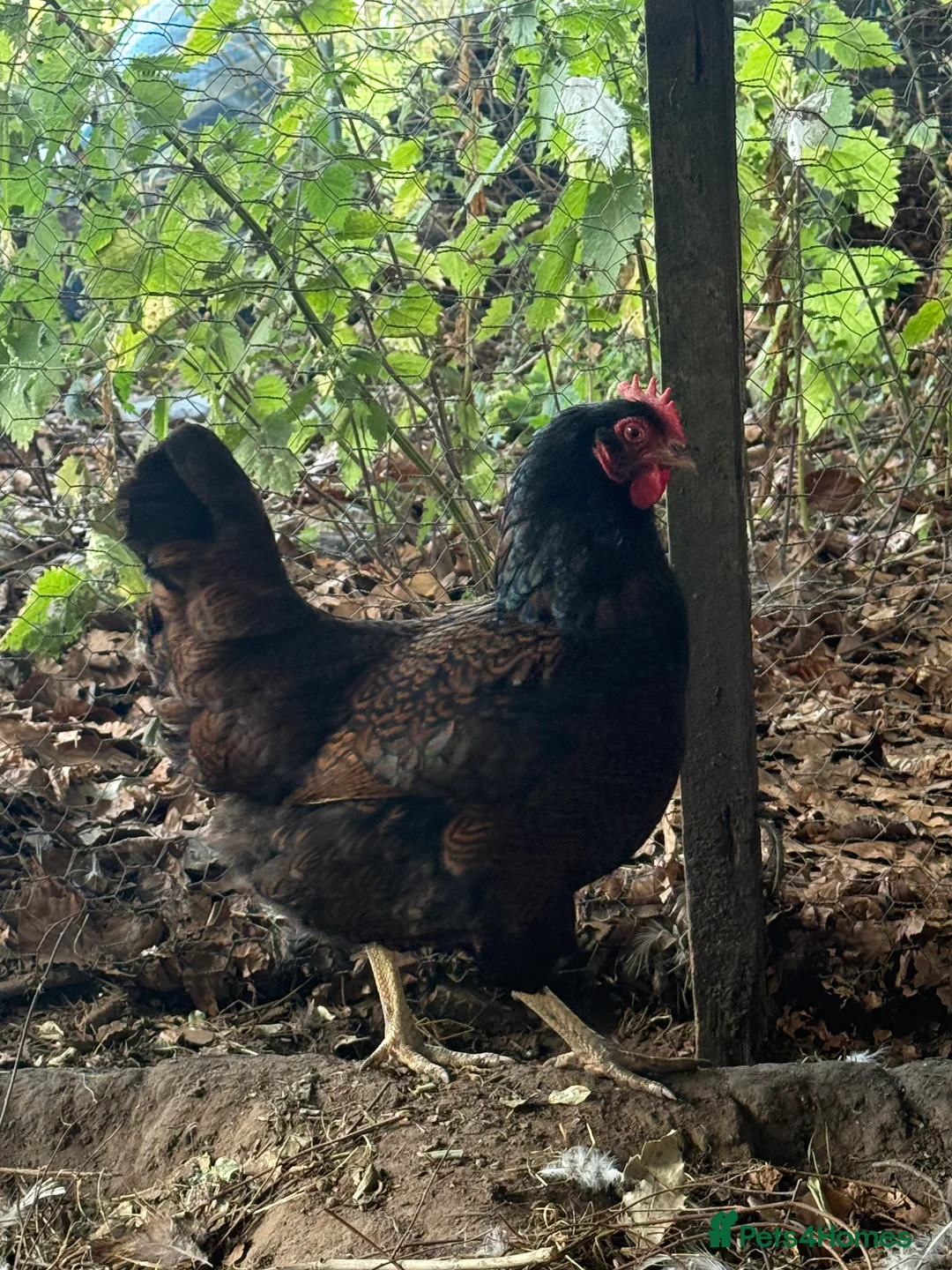 Chickens poultry for sale: Trio of double laced barnevelders - Advert 3