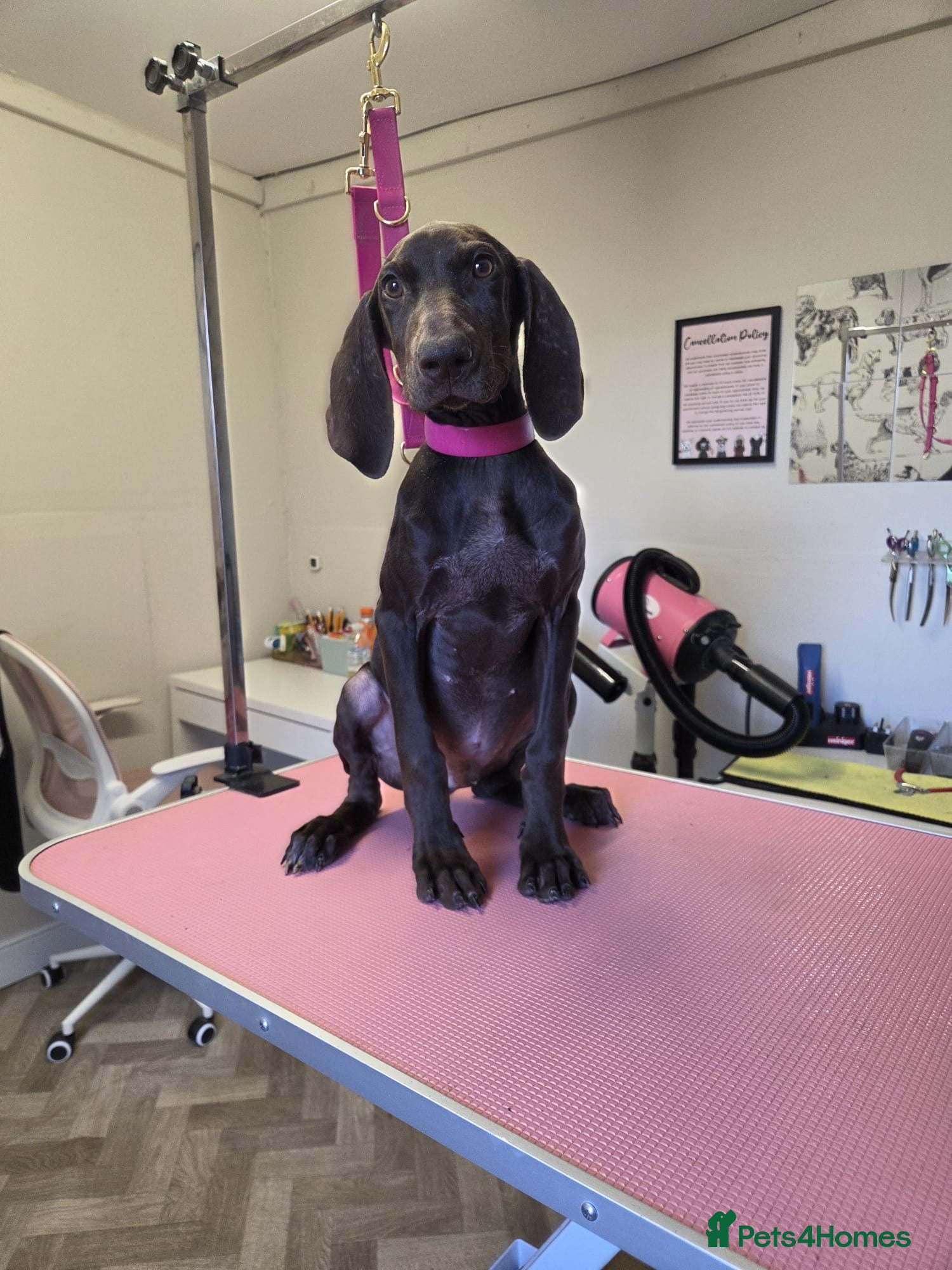 Mixed Breed dogs Hungarian vizsla x German short hair pointer pup - Advert 2