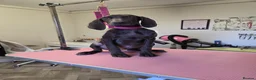 Mixed Breed dogs for sale: Hungarian vizsla x German short hair pointer pup - Advert 2