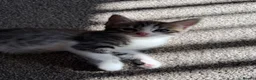 Domestic Shorthair cats for sale: Beautiful, friendly mixed calico tabby kittens in Droitwich - Advert 12