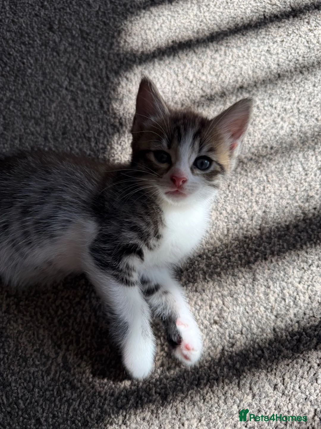 Domestic Shorthair cats for sale: Beautiful, friendly mixed calico tabby kittens in Droitwich - Advert 12