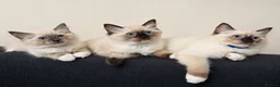 Ragdoll cats for sale: Fluffy Ragdoll Kittens  - Advert 6