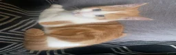 Mixed Breed cats for sale: 5 Beautiful Mixed Breed Kittens 🐾 - Advert 17