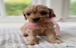 Cavapoochon dogs for sale: Cavapoochon puppies - Image 24