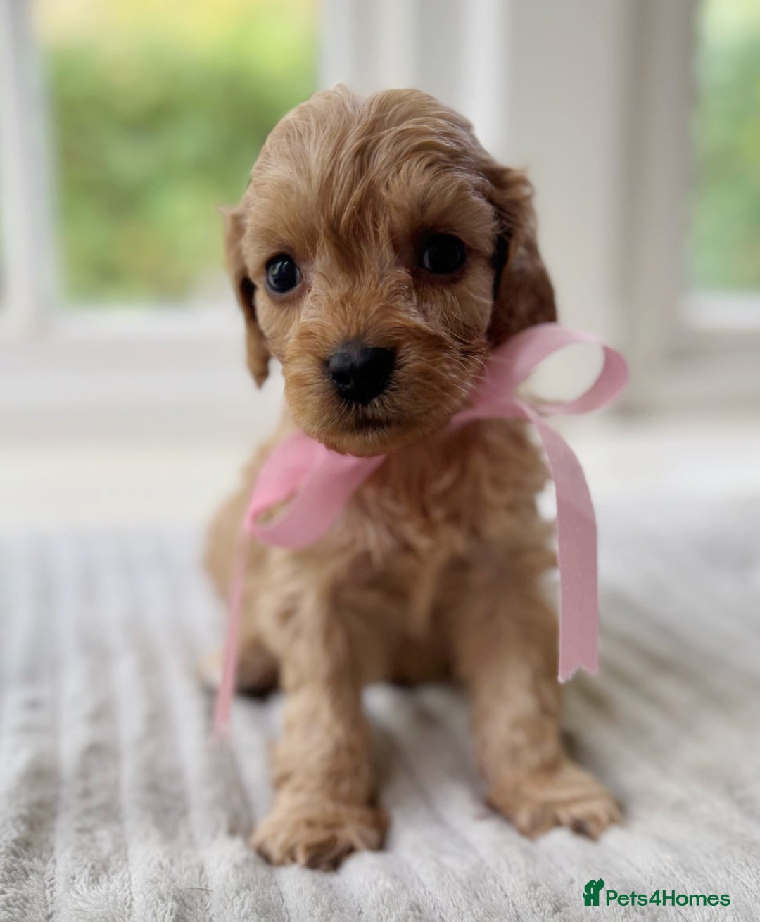 Cavapoochon dogs for sale: Cavapoochon puppies - Image 24