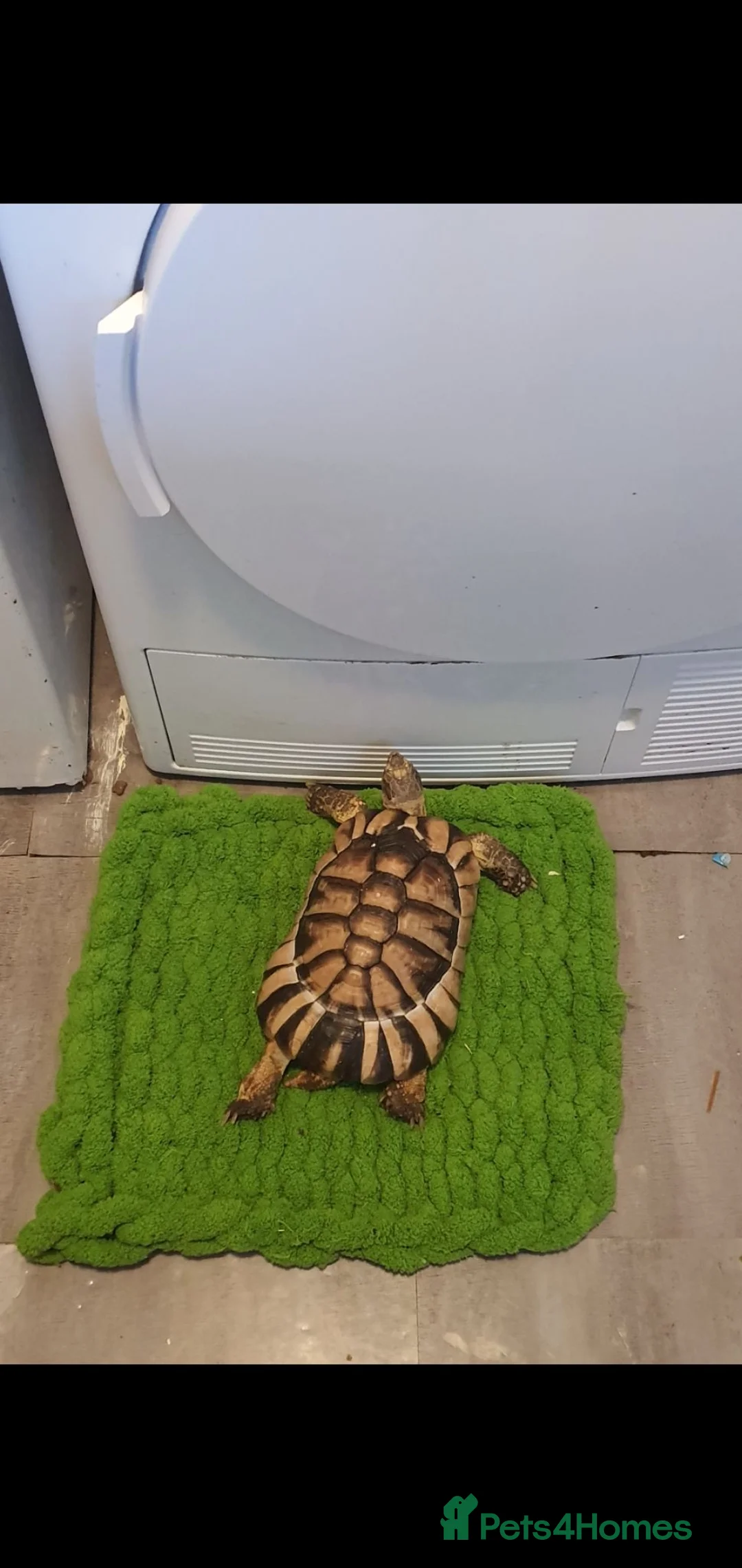 Tortoise reptiles for sale: 13 year old marginated tortoise called Alan. in Exeter - Advert 4