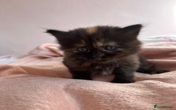 British Longhair cats for sale: Kitten - Image 6