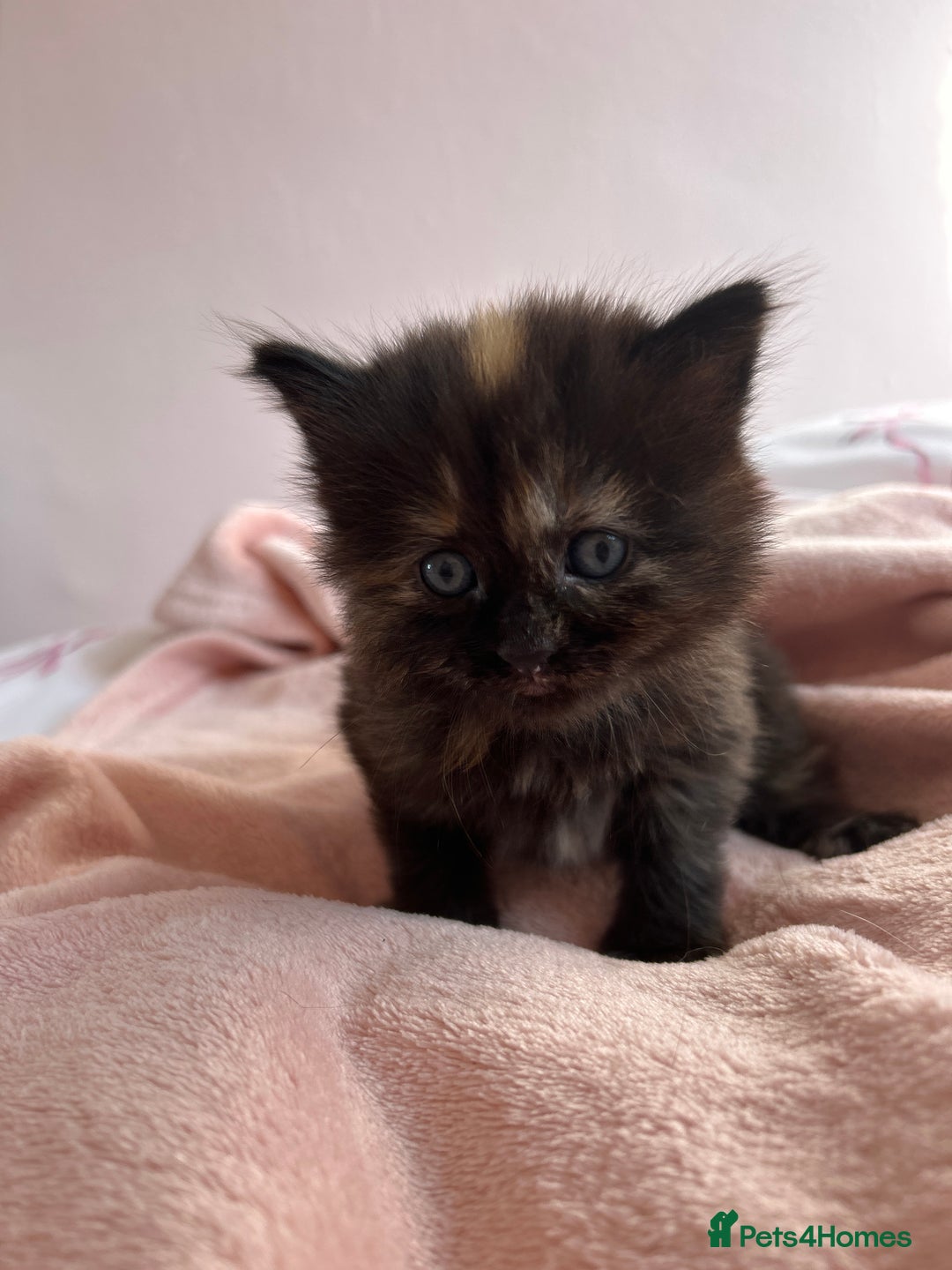 British Longhair cats for sale: Kitten - Image 6