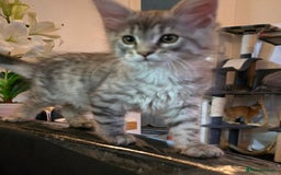 Maine Coon cats for sale: Maine coon kittens  - Image 9
