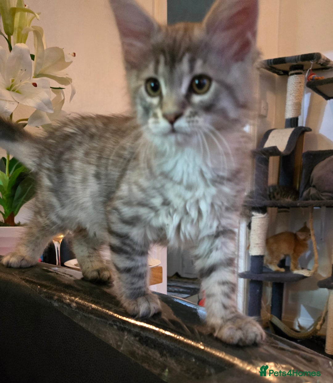 Maine Coon cats for sale: Maine coon kittens  - Image 9