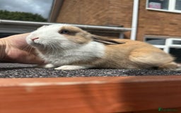Mini Lop rabbits for sale: Mini lop bunnies - Image 7