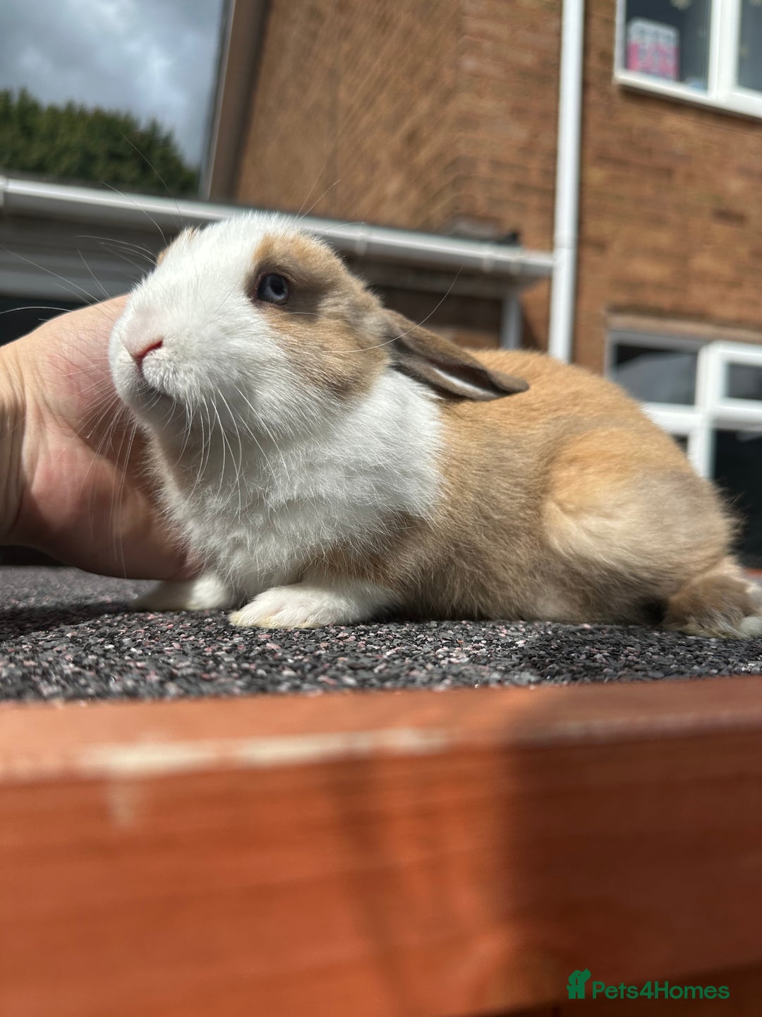 Mini Lop rabbits for sale: Mini lop bunnies - Image 7