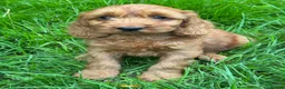 Cockapoo dogs for sale: FLUFFY F1 COCKAPOO PUPPIES HEALTH TESTED PARENTS - Advert 18