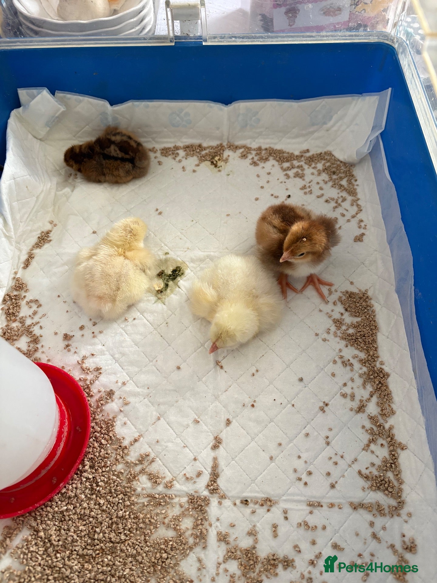 Chickens poultry cross breed Unsexed only 4 left  - Advert 2