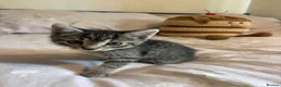 Domestic Shorthair cats for sale: Gorgeous, friendly kittens - Advert 6