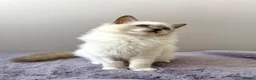 Ragdoll cats for sale: TICA registered blue mitted radoll kitten - Advert 10