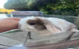 Mini Lop rabbits for sale: Stunning Mini Lop Bunnies🤍🌾 - Image 6
