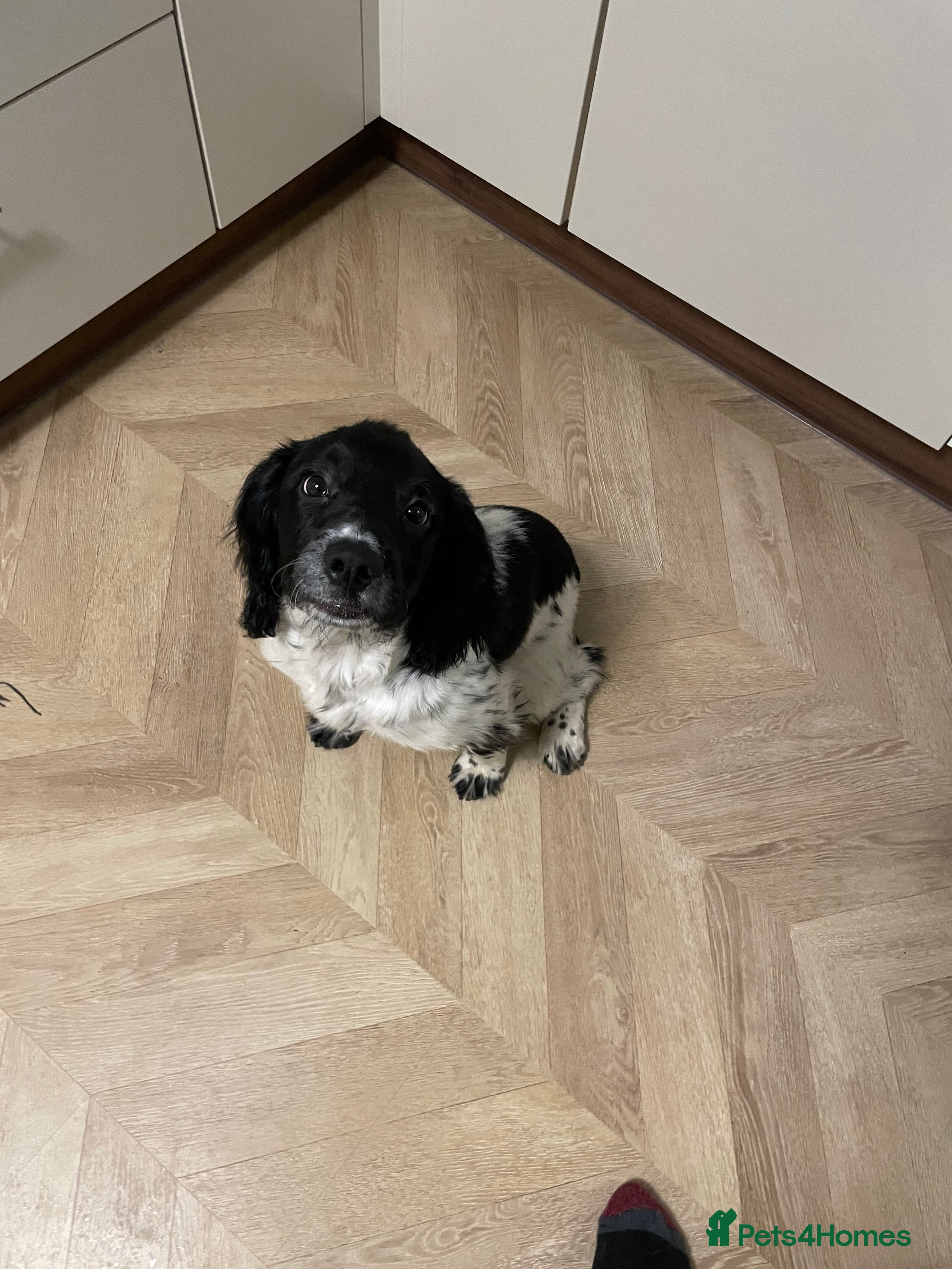 English Springer Spaniel dogs Springer spaniel  - Advert 1