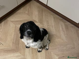 English Springer Spaniel dogs Purebred Springer spaniel - Advert 4