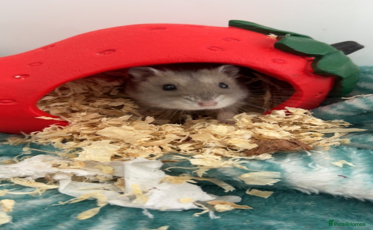 Hamster rodents - Advert 5