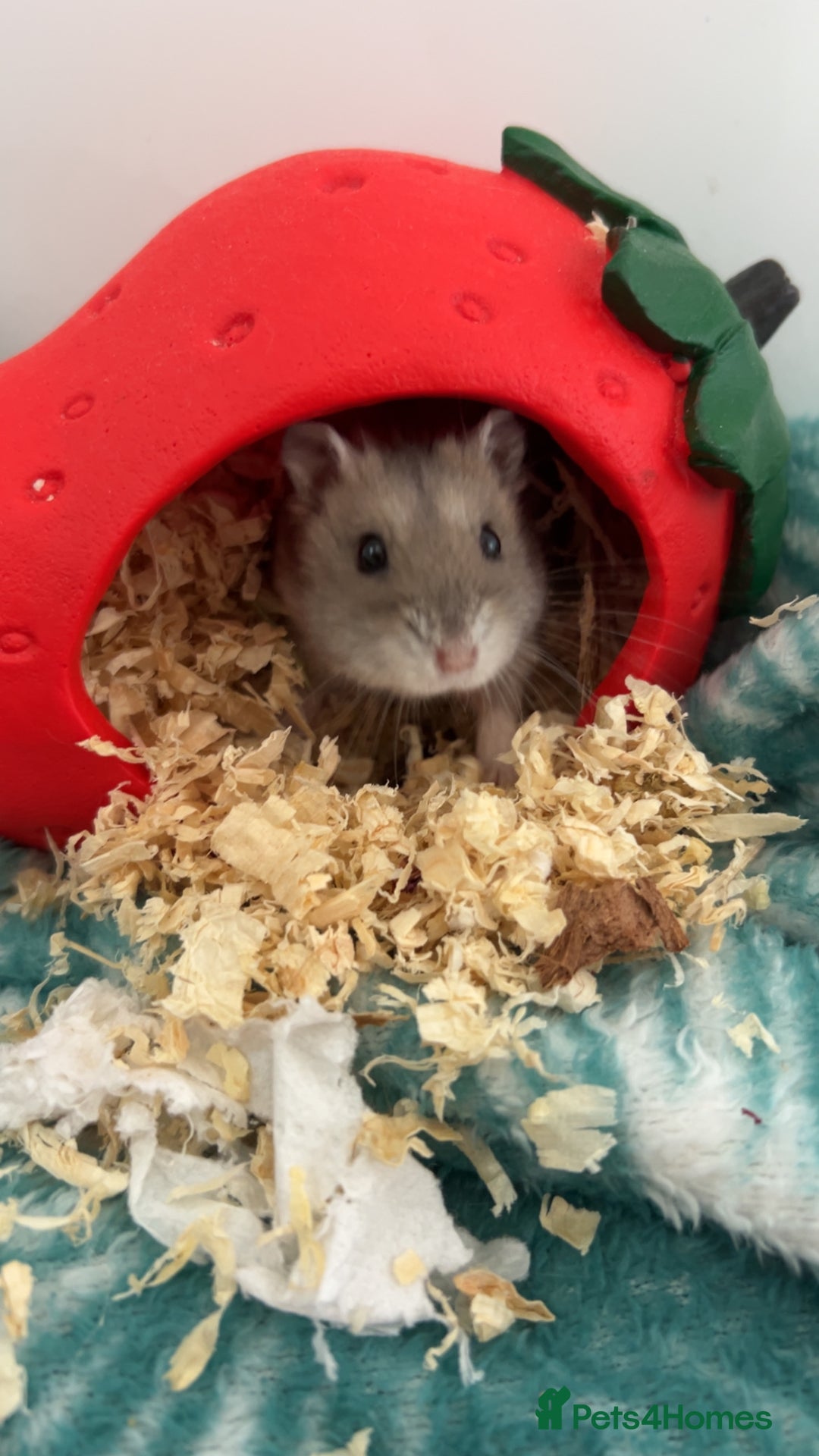 Hamster rodents for sale: Gray russian dwarf hamster for sale - Image 1