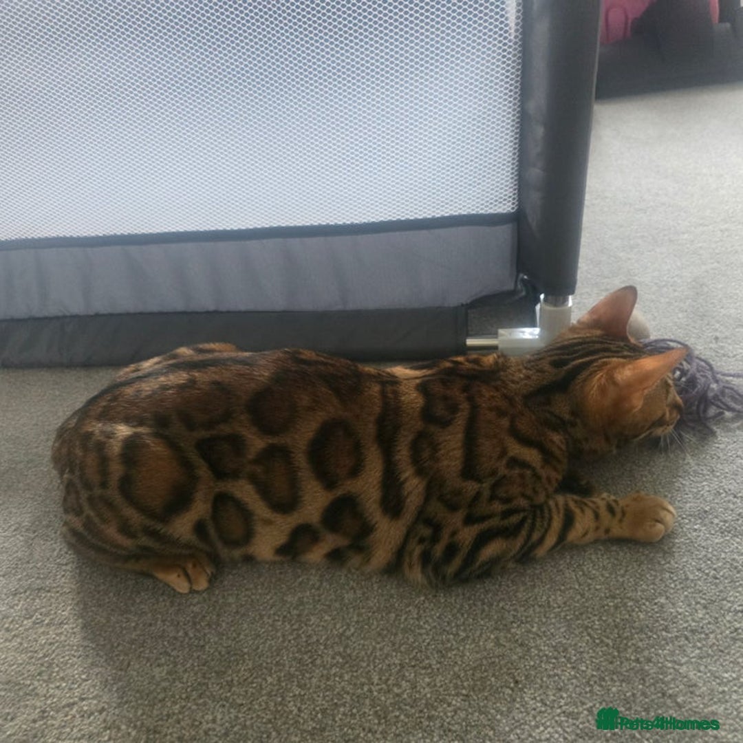 Bengal cats for sale: SBT TICA F5 Bengal Queen-Must Be Rehomed by March  - Advert 12