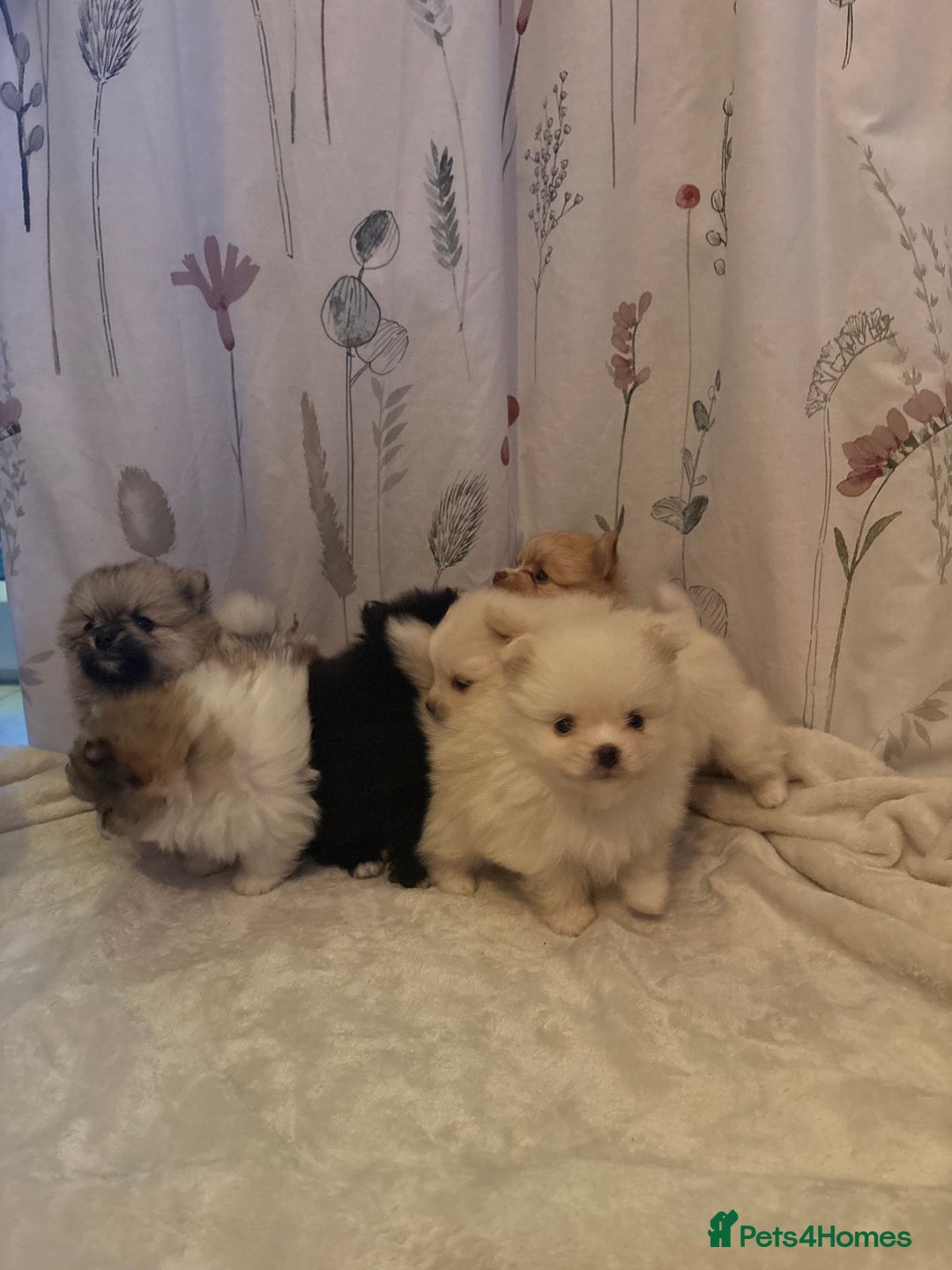 Pomeranian dogs for sale: Pomeranian Pups from Russian/ Chi Tien Champions - Advert 4