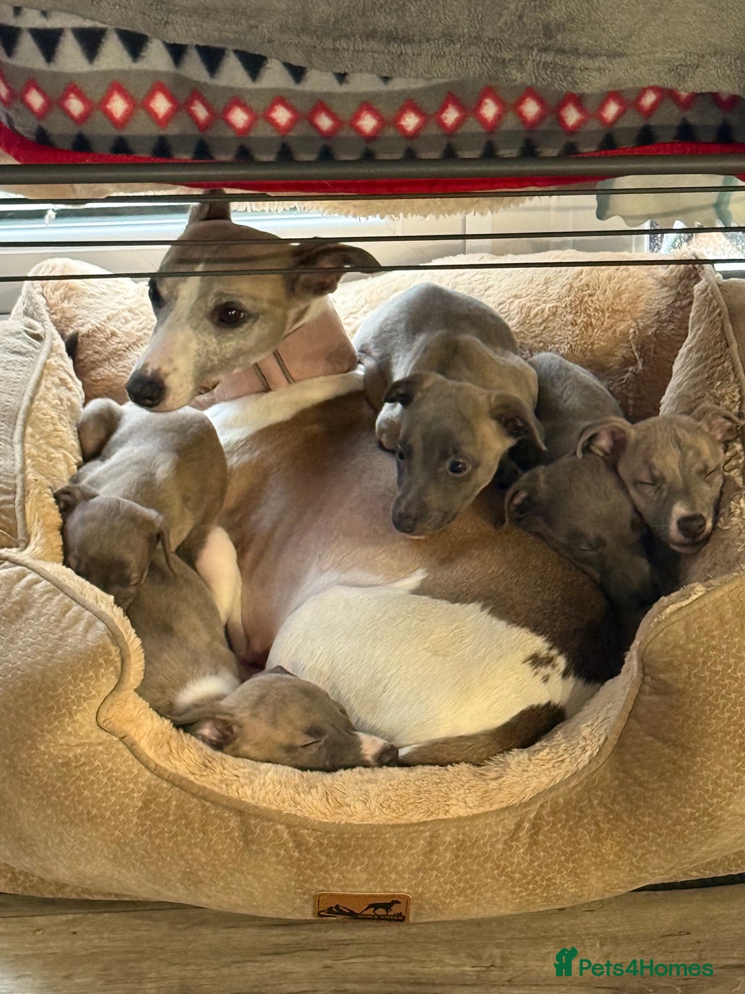 Whippet dogs for sale: Kennel club whippet puppies, 4 boys available  - Advert 1