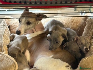 Whippet dogs Kennel club whippet puppies, 4 boys available - Advert 1