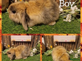 Mini Lop rabbits Mini lop kits available to reserve - Advert 16