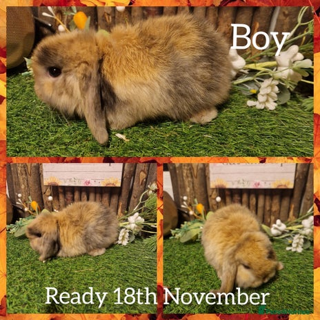 Mini Lop rabbits Mini lop kits ready now - Advert 3