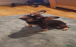 French Bulldog dogs for sale: French Bulldog - Image 7