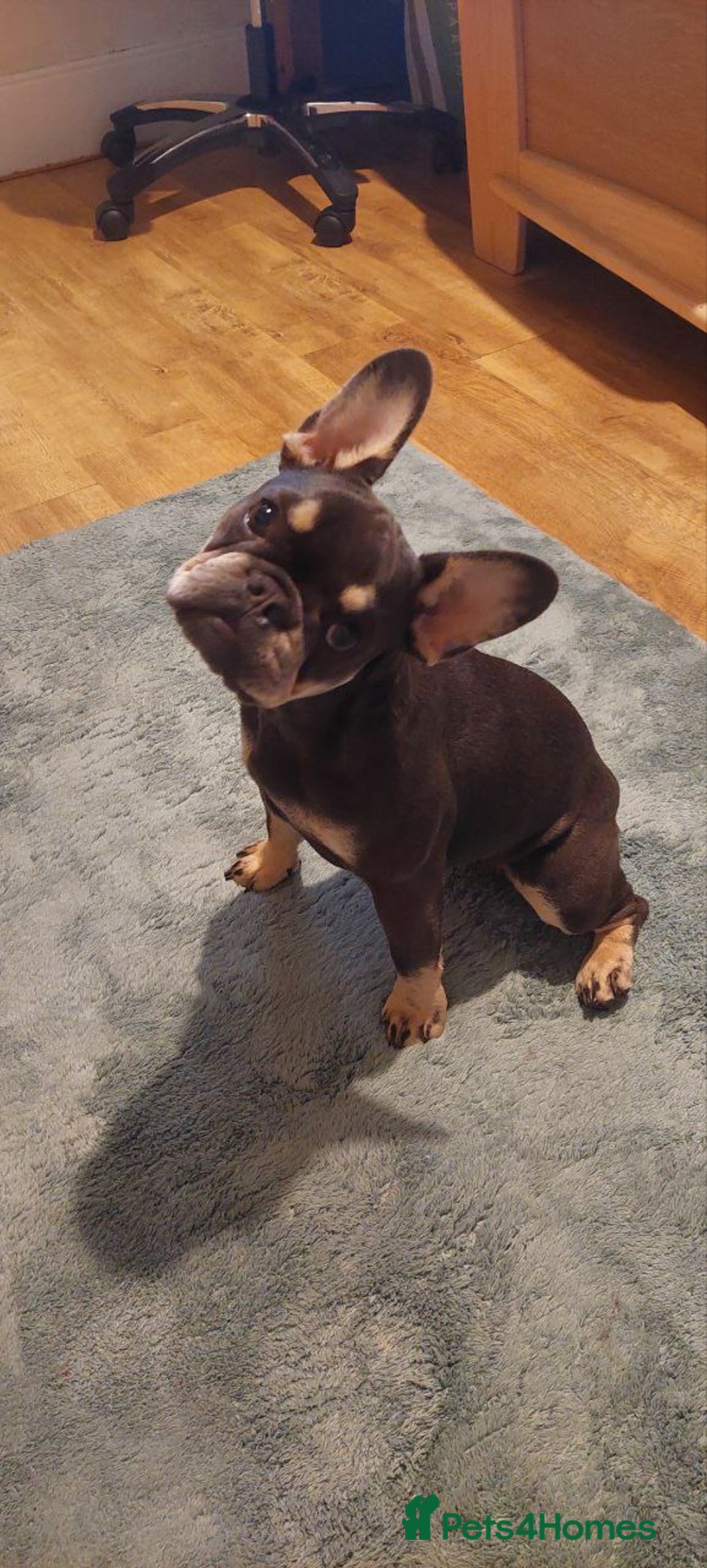 French Bulldog dogs for sale: French Bulldog - Image 7