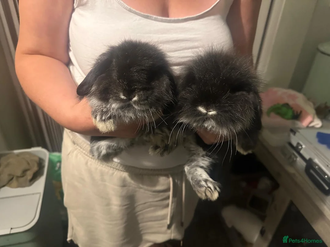 Mixed Breed rabbits for sale: Baby rabbits  - Advert 1