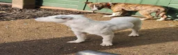 Jack Russell dogs for stud: 2x jack russell for stud in Doncaster - Advert 12
