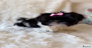 Shih Tzu dogs AMERICAN IMPERIAL SHIH TZU PUPPIES - Advert 14