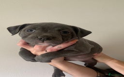 Staffordshire Bull Terrier dogs for sale: Staffordshire bull terrier puppies | blue staff - Image 23