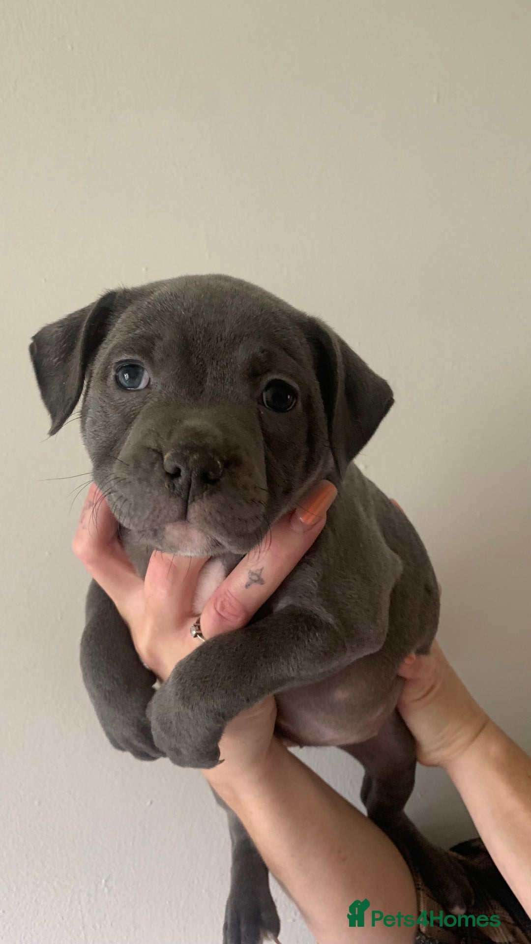 Staffordshire Bull Terrier dogs for sale: Staffordshire bull terrier puppies | blue staff - Image 23